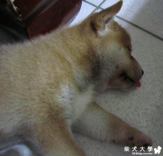 為什麼SUNNY睡覺...(原發表者:Sunny麻)(影片)