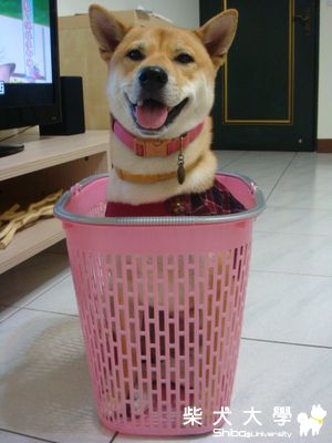 奶茶洗衣籃(原發表者:奶茶麻)(相簿)