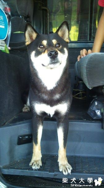 咪嚕的成熟美(原發表者:cady_226)(相簿)