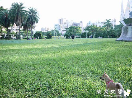 高雄遛狗的好地方(PS:我家害羞的DuDu終於交到朋友了)(原發表者:DuDu麻麻)(相簿)