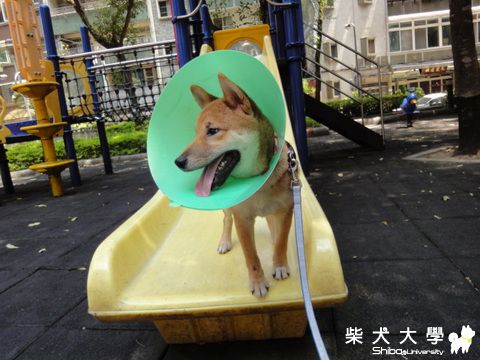 看我溜滑梯的英姿(原發表者:澎將哥)(相簿)