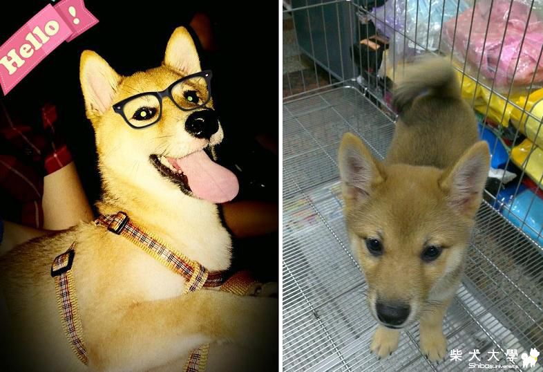 麻糬小姐變身~(原發表者:shineape)(相簿)