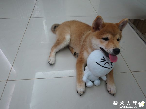 球球‧學習當模特兒(原發表者:球球a麻)(相簿)