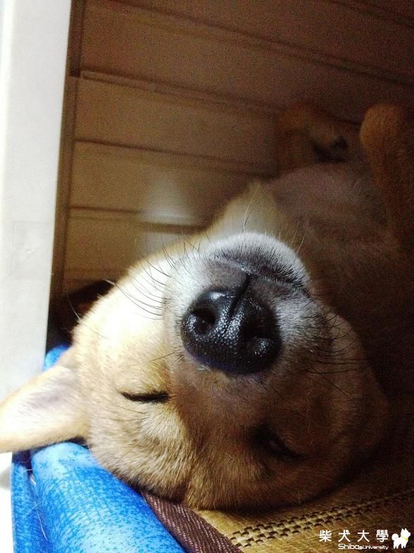 這樣也能睡(原發表者:棕柴)(相簿)