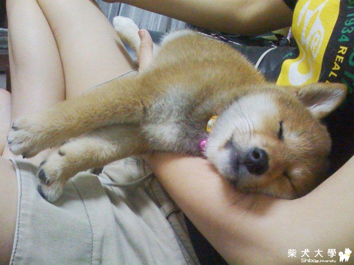 醃強9個月跟島輝42天~(原發表者:10R阿福)(相簿)