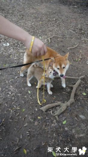 醃強~島輝埔心牧場摸牛!!!(原發表者:10R阿福)(相簿)