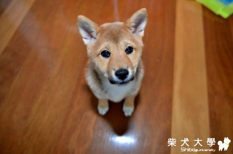 chiuki小时候的大头照(原發表者:chiuki麻)(相簿)