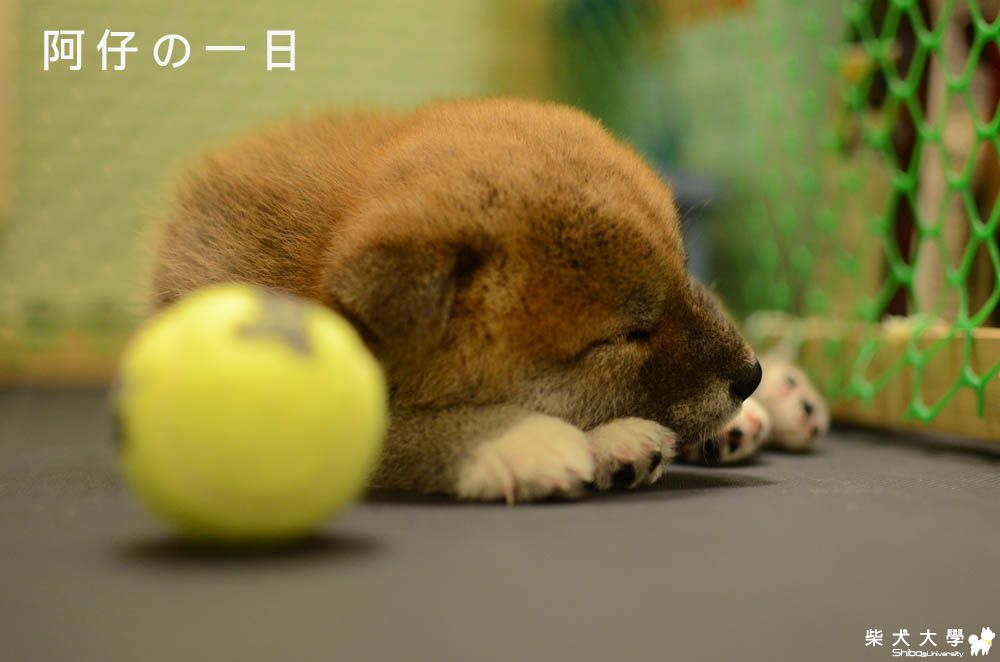 阿仔會【阿嗚～～】(原發表者:朱元宏)(相簿)