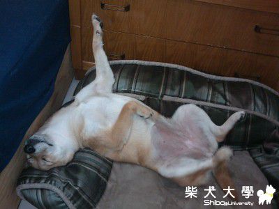 最近很喜歡躺著睡覺(原發表者:奶茶麻)(相簿)