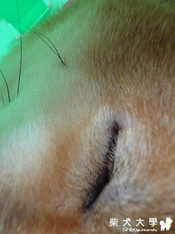 睫毛特寫(原發表者:澎將哥)(相簿)