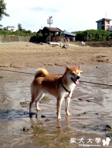 7/18醃強-淡水淺水灣消暑(原發表者:10R阿福)(相簿)