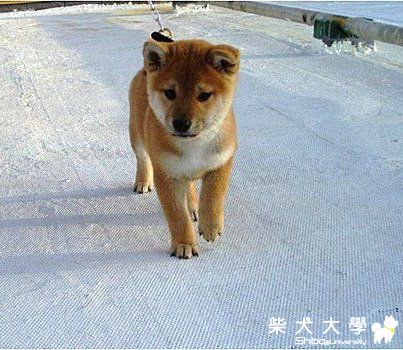 回味一下吉谷3個月大前的可愛照片(原發表者:吉谷家)(相簿)