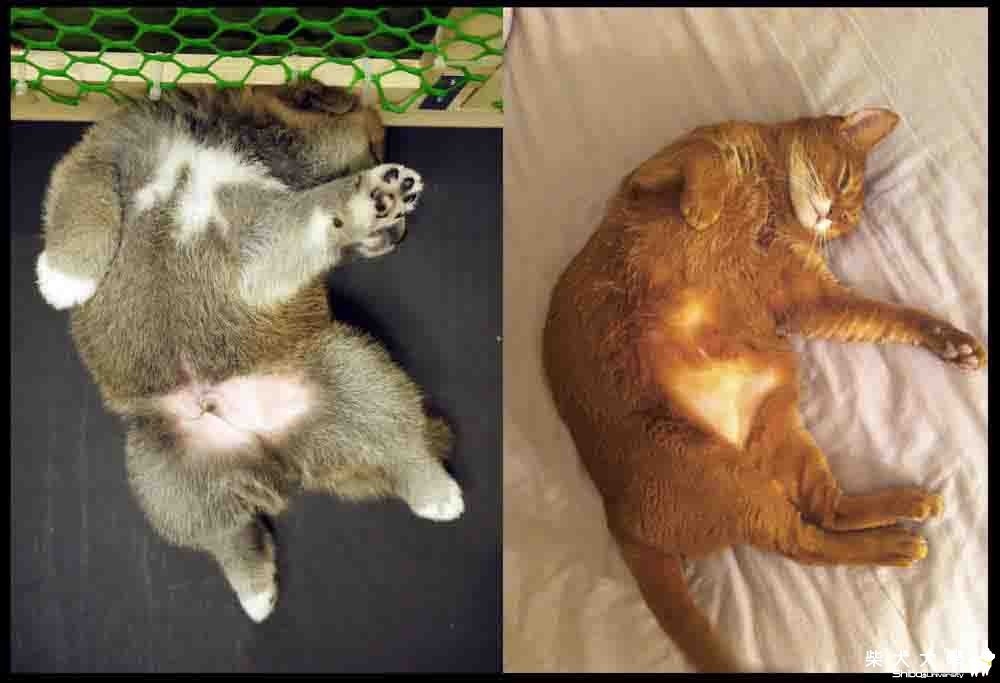 阿仔的睡姿.......(原發表者:朱元宏)(相簿)