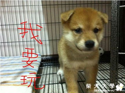 柴大18變~醃強42天到9個月紀錄(原發表者:10R阿福)(相簿)