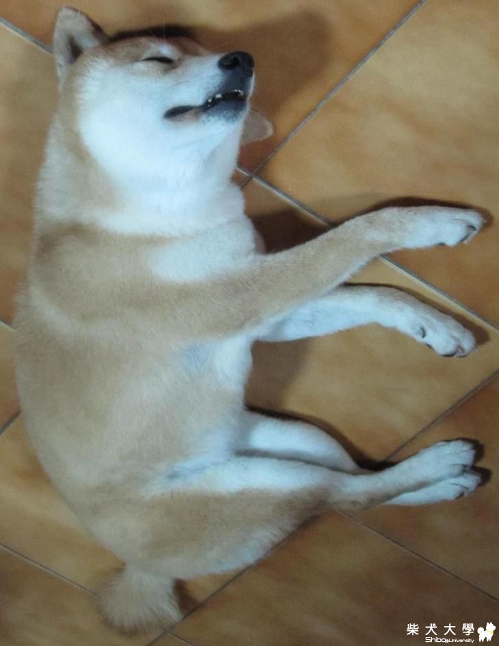 嘴巴睡到張開了(原發表者:YOYO)(相簿)