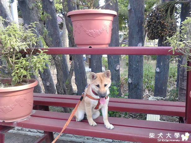 今天好樂...(原發表者:藍天星語)(相簿)