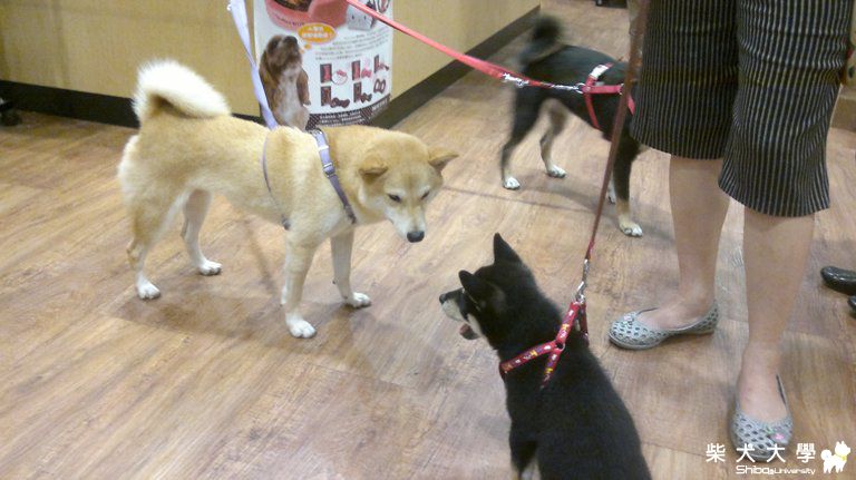 測試照片logo(原發表者:eko麻)(相簿)