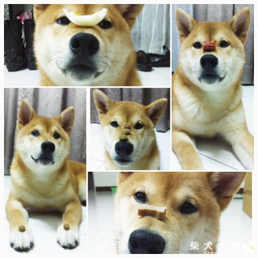 醃強-什麼都能等等的才藝(原發表者:10R阿福)(相簿)