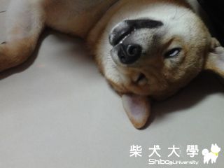 翻白眼(原發表者:澎將哥)(相簿)