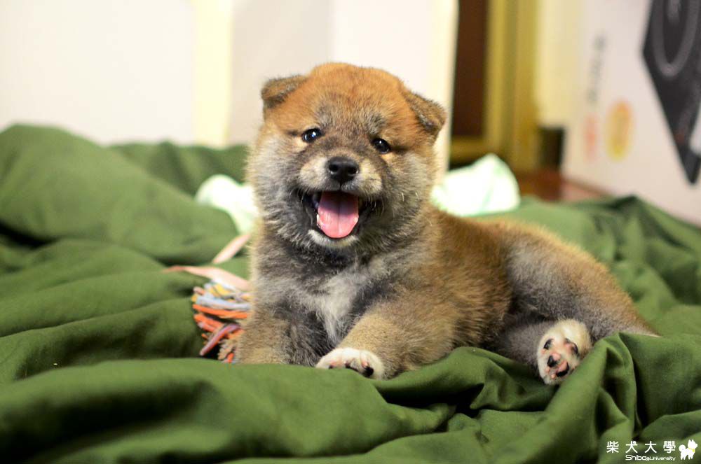 到底要怎麼睡？(原發表者:朱元宏)(相簿)