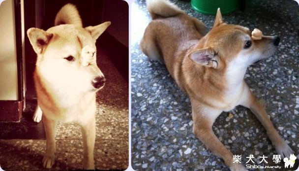 再來頂頂(原發表者:MIMI&BOSS麻)(相簿)