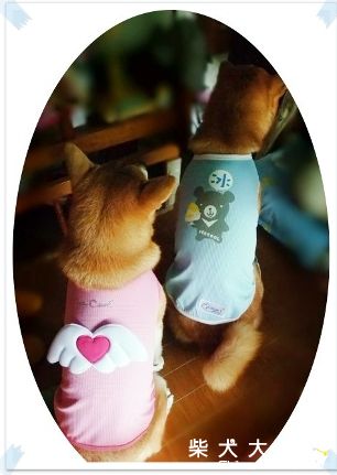 偶們家新來的小翅膀(原發表者:MIMI&BOSS麻)(相簿)