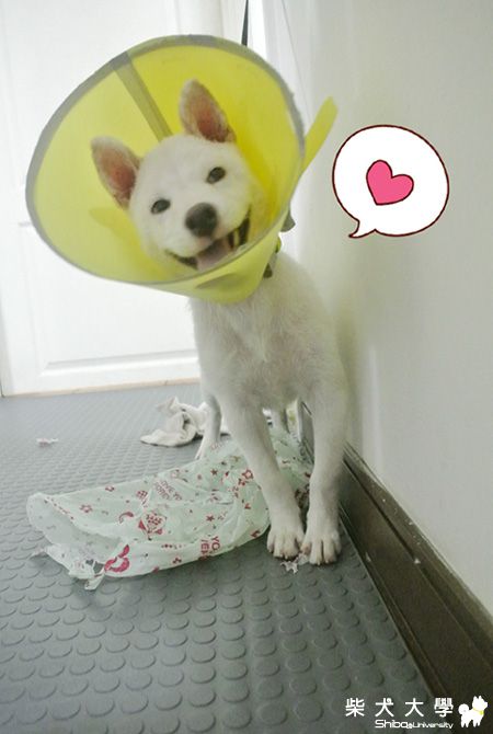 火爆仔變諧星 XD(原發表者:pinky39)(相簿)