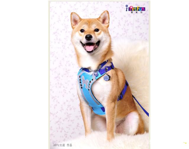 帥吉谷-iPetFun寵樂拍-101.7.14(原發表者:吉谷家)(相簿)