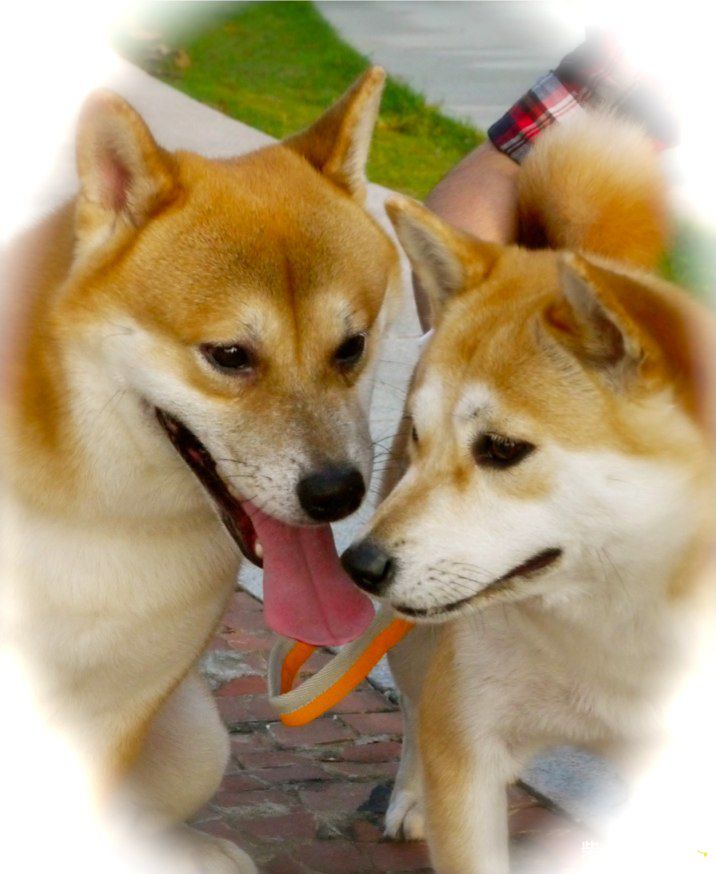 我的愛人(原發表者:阿肥)(相簿)