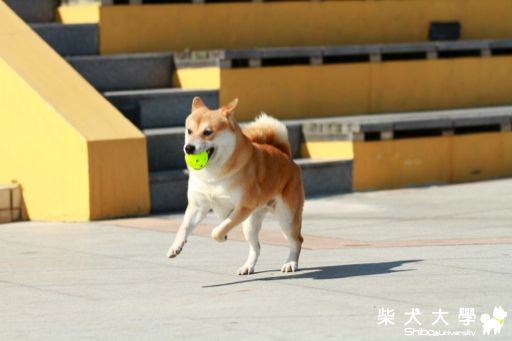 跑跑跑(原發表者:阿肥)(相簿)