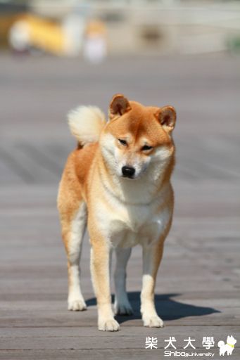 傻肥(原發表者:阿肥)(相簿)