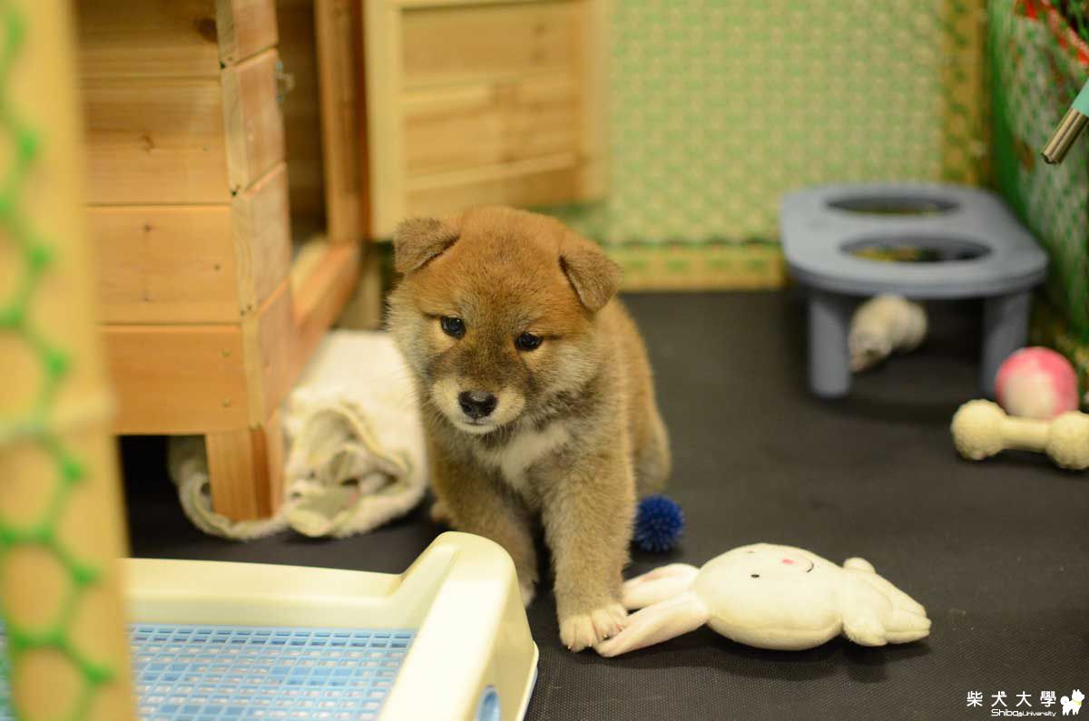 阿仔的新玩具(原發表者:朱元宏)(相簿)