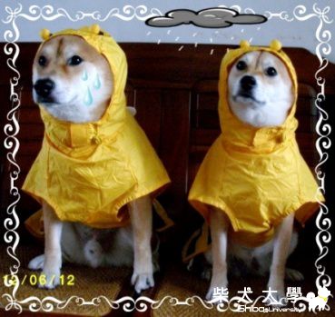 嗡嗡嗡 小蜜蜂來也(原發表者:MIMI&BOSS麻)(相簿)