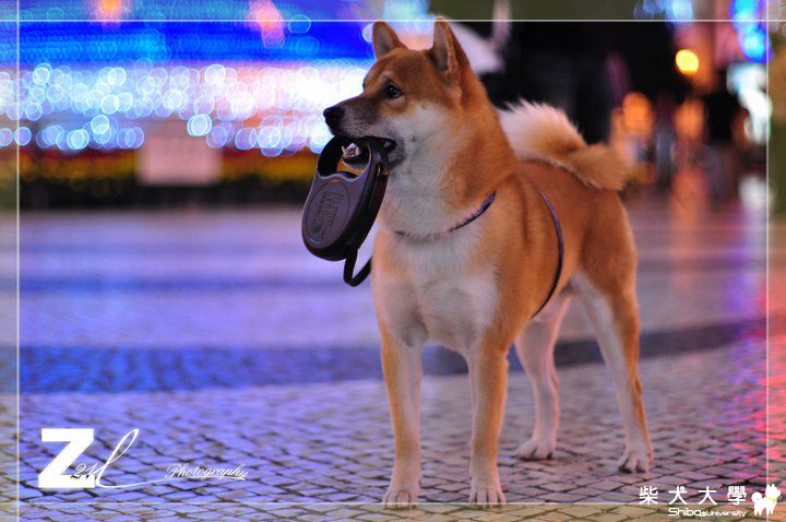 聖誔節的阿肥(原發表者:阿肥)(相簿)