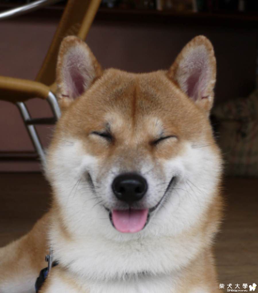 金牌笑容(原發表者:阿肥)(相簿)