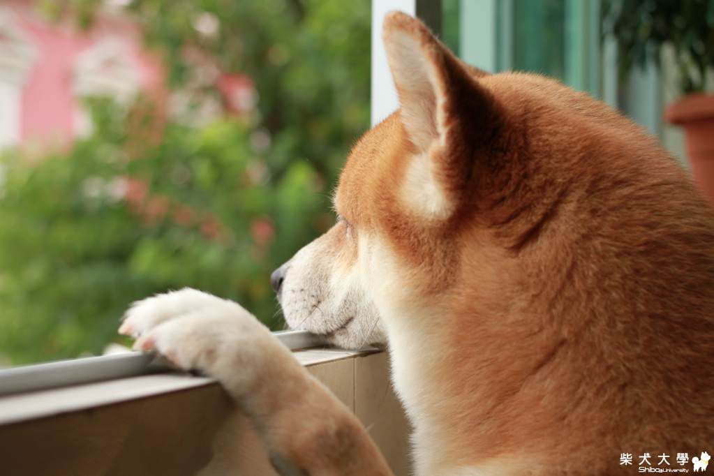 看街景(原發表者:阿肥)(相簿)