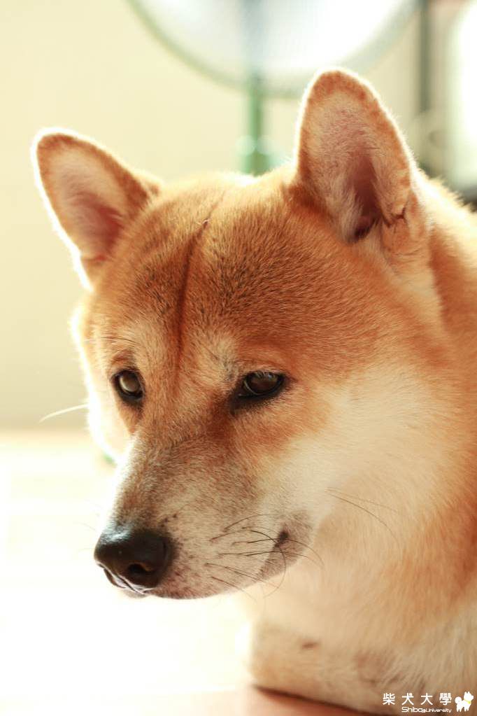 倦了(原發表者:阿肥)(相簿)