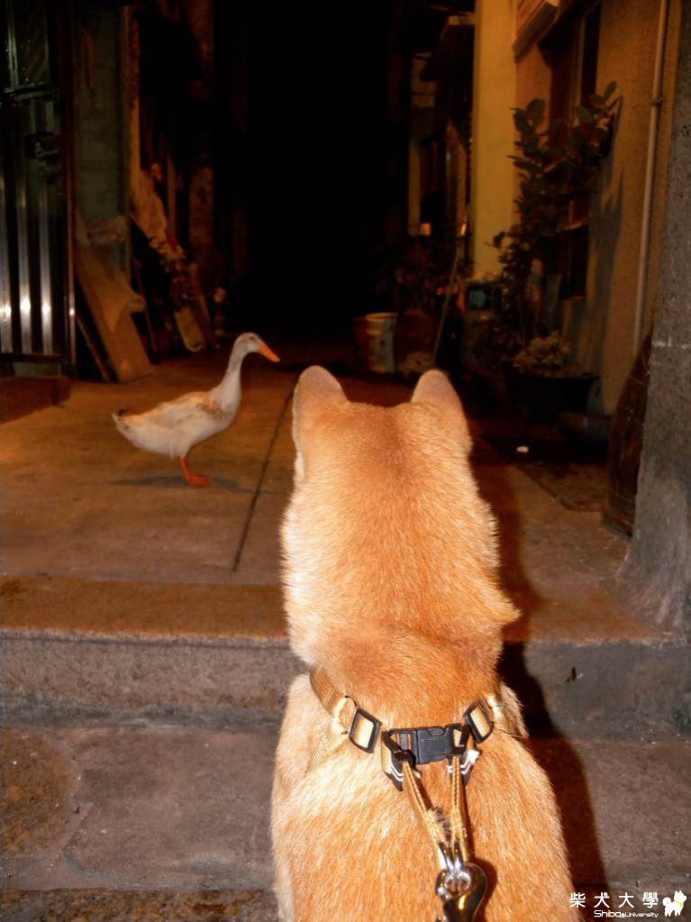 別以為我不敢咬你(原發表者:阿肥)(相簿)