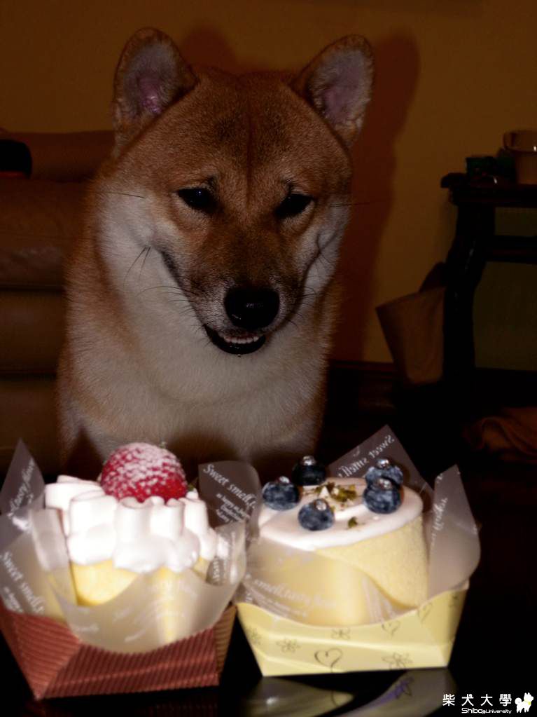 生日蛋糕(原發表者:阿肥)(相簿)