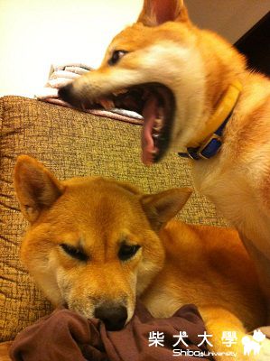 寄宿Q將家玩玩玩XD(原發表者:逼逼麻)(相簿)