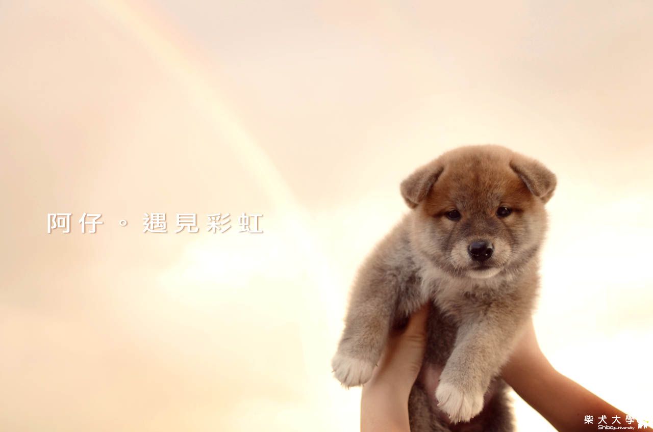 遇見彩虹(原發表者:朱元宏)(相簿)