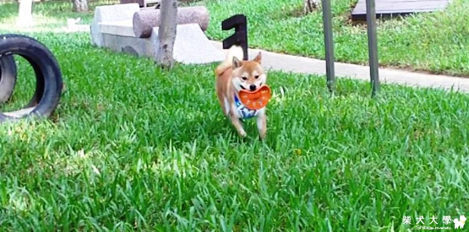 吉谷-寵物公園用力玩-101.7.28~29(原發表者:吉谷家)(相簿)