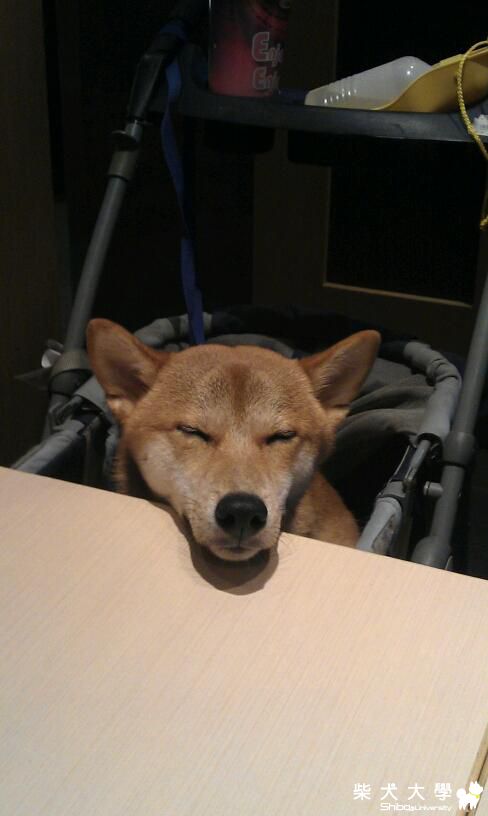 柴哥推車出體驗~(原發表者:DuckSu)(相簿)