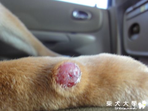 起物看診紀錄 (續-1補圖)(原發表者:澎將哥)(相簿)