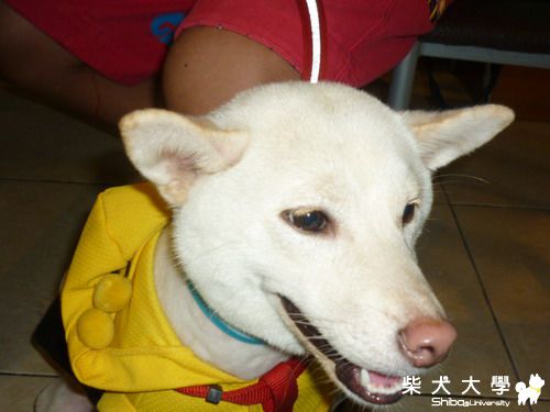 台中芽芽不見了~求求大家幫我找回我的寶貝(原發表者:屁蛋)(相簿)