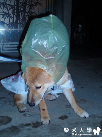 可以換一件漂亮的雨衣嗎?(原發表者:澎將哥)(相簿)