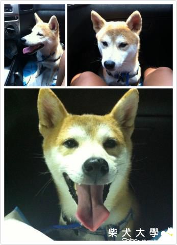 咪醬乖乖坐車(原發表者:咪醬媽)(相簿)