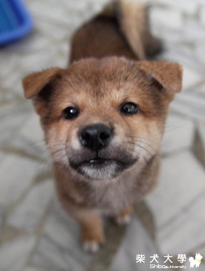 烏米:我終於出來啦~~(原發表者:烏米拔)(相簿)