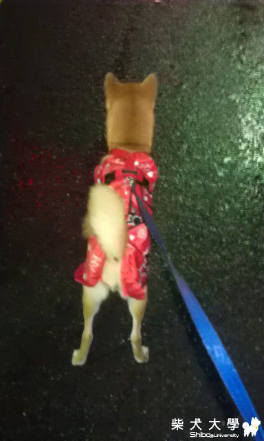 小紅柴哥雨天解便去..(原發表者:DuckSu)(相簿)