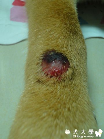 凸起物看診紀錄 (續-2)(原發表者:澎將哥)(相簿)